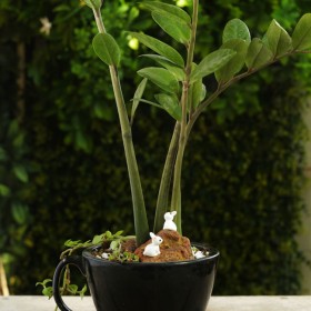 Plants